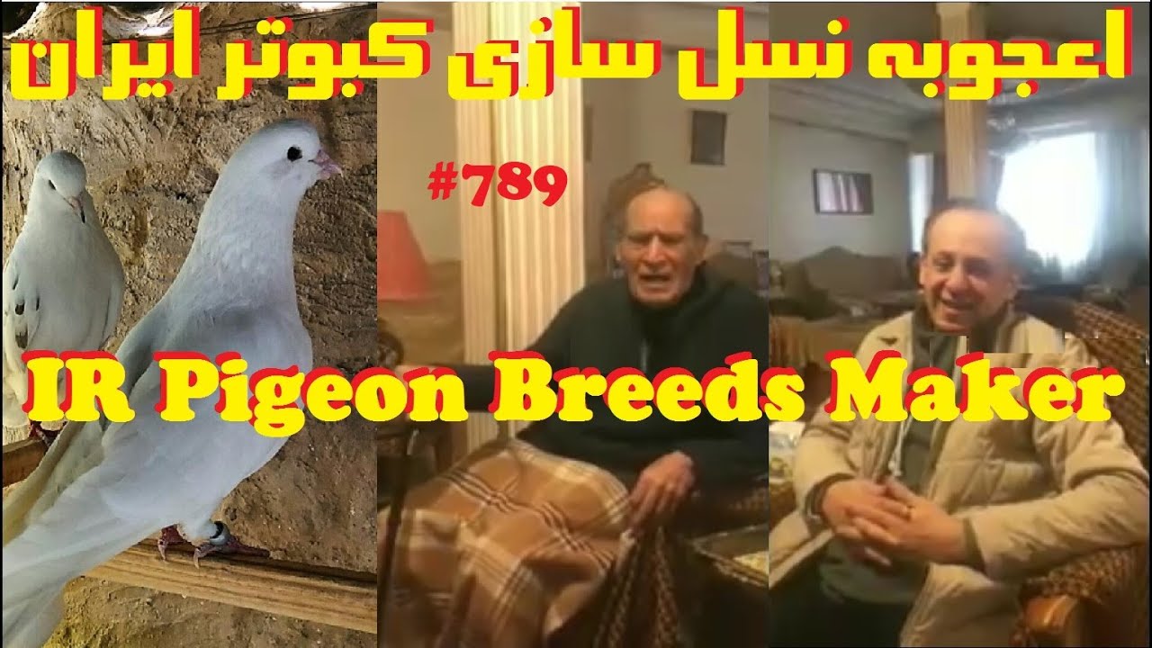 از نسل سازان کبوتر بلندپرواز ایران، استاد مجتبی گلفروش از شمرون ONE OF BEST PIGEON MAKERS, SHEMROON