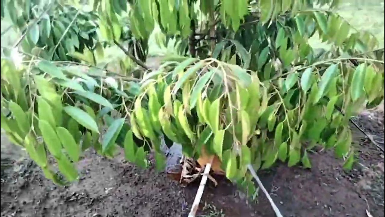 🌳🌳🌳 rutinitas ridi siram durian sore-sore 