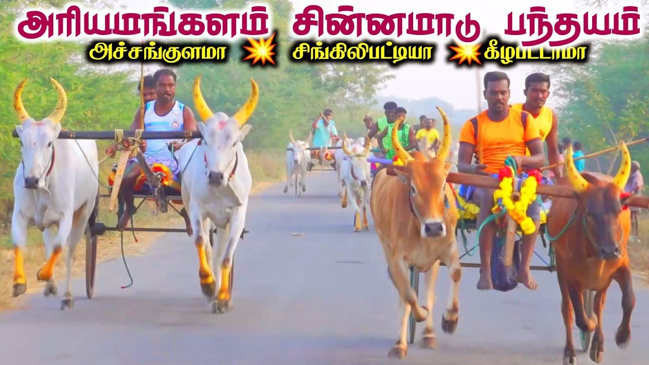 அரியமங்களம் சின்னமாடு பந்தயம்