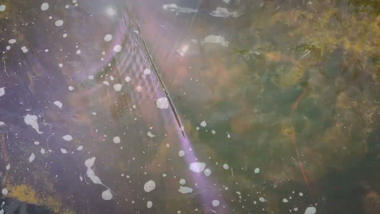 XOR + Mica Rutkowski -  Laurel Holler