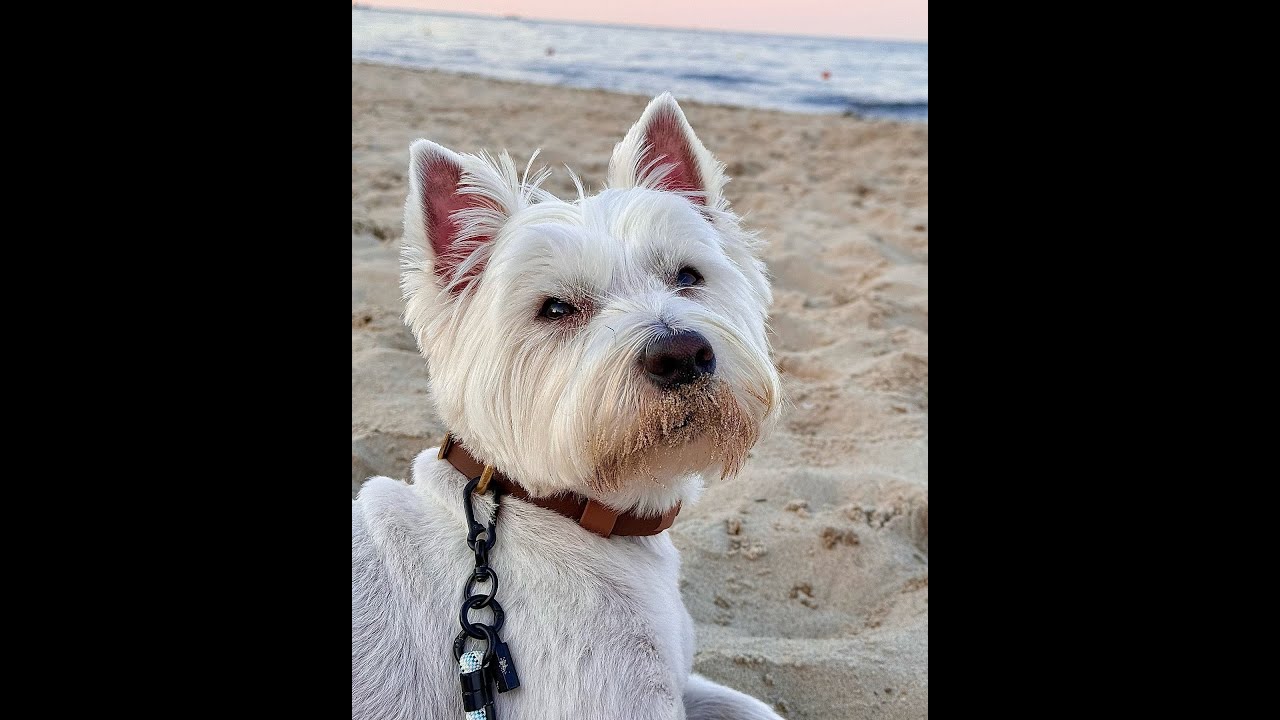 Pan Hektor kompilacja cz.1 😉 #panhektor#westhighwhiteterrier#