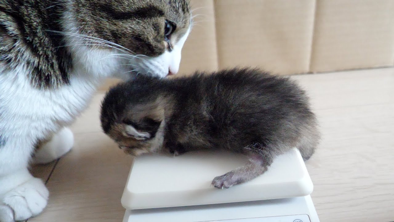 Looking back at the cat Coco who was actually very fond of his kitten