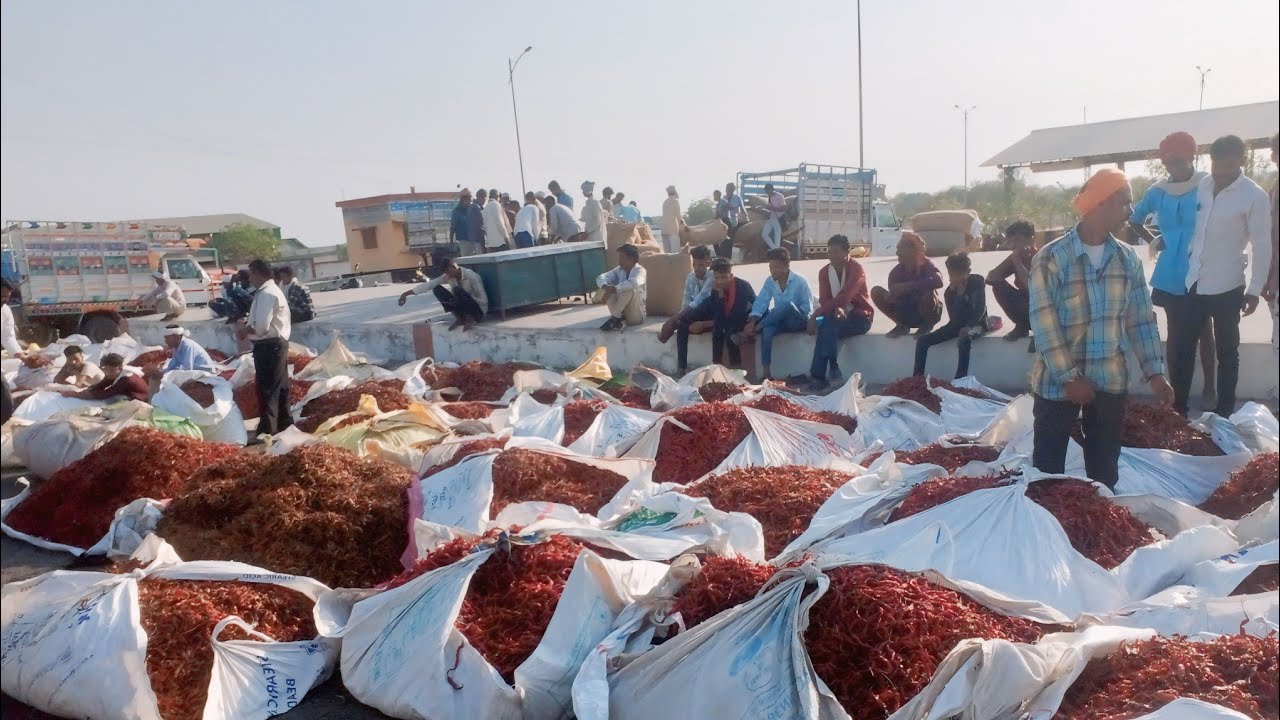 16 April 2024 कुक्षी अंबाडा लाल मिर्ची मंडी भाव || Red chilli Rate Today || Mirchi Mandi Bhav Today