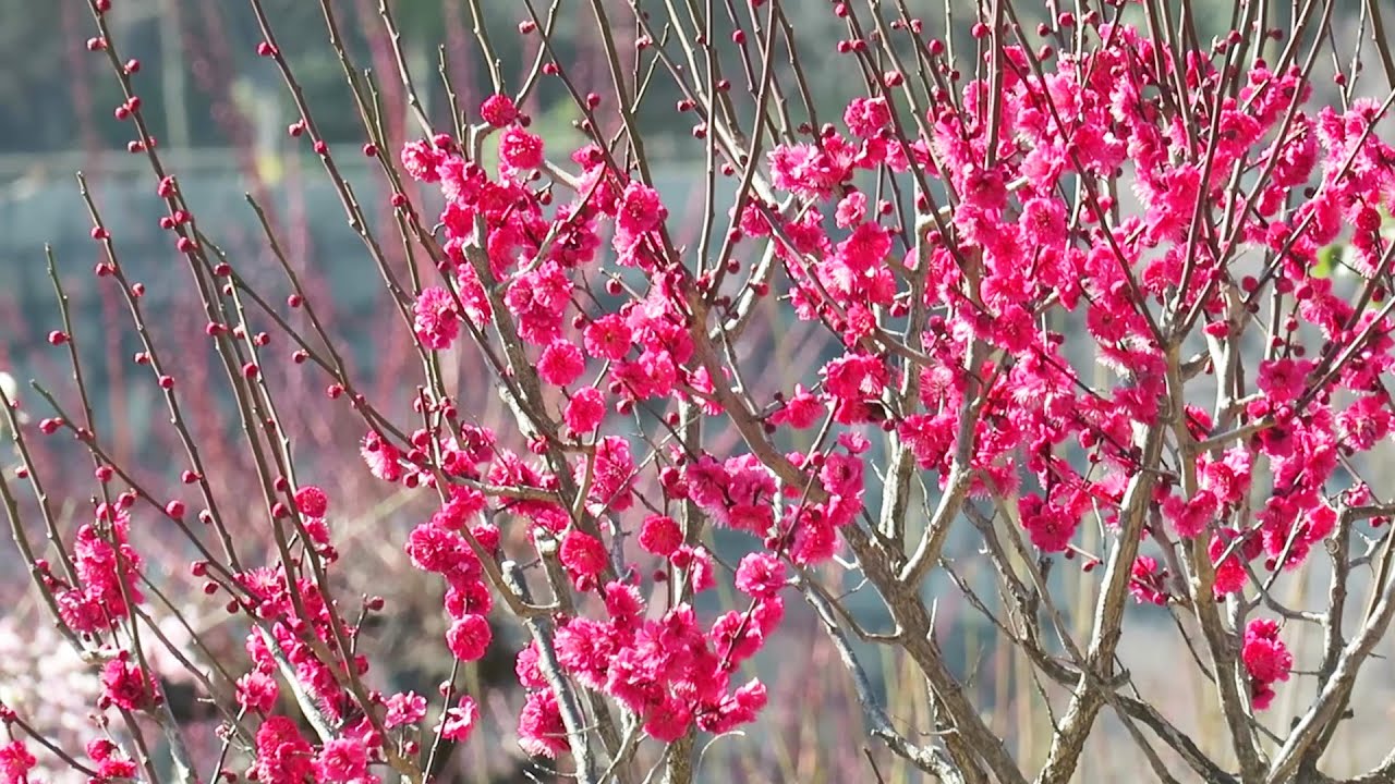 大阪城梅林 2018  Plum Grove in Osaka Castle Park