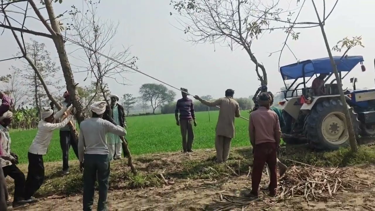 swaraj 744 se. tree  🌲😱 birwa ko seedha kiya 🌲😱