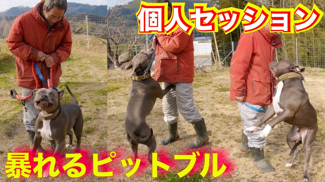 【ピットブル】散歩のロックオンと興奮（個人セッション）