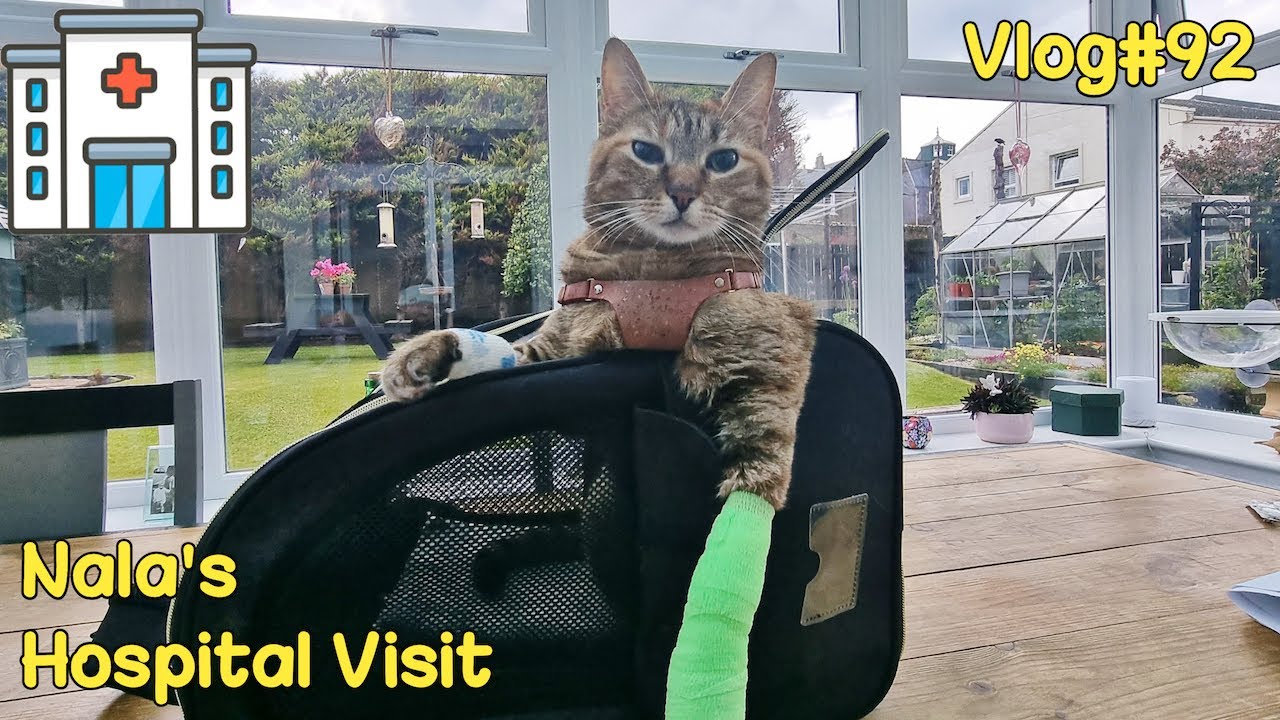 Nala's hospital visit 😿 Vlog #92