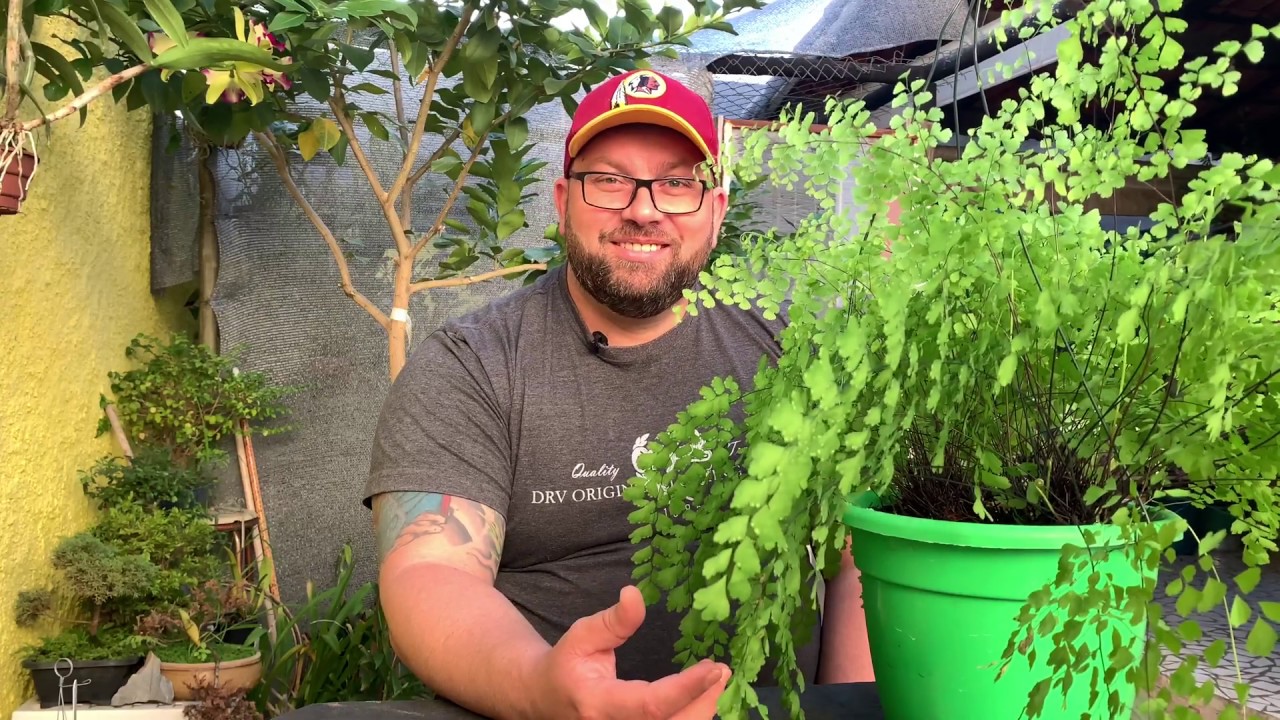 Veja como salvar uma AVENCA desidratada, e dicas para cultivar SAMAMBAIA AMERICANA