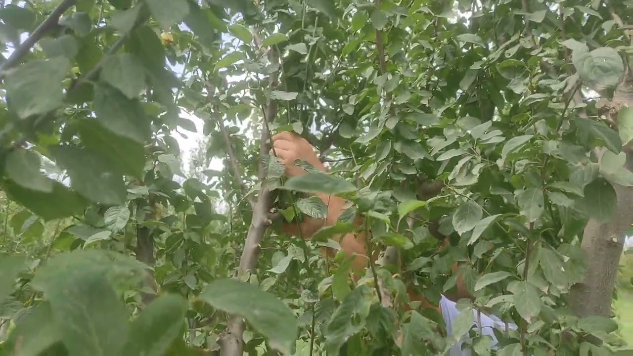 Erik ağacında yaz budaması.