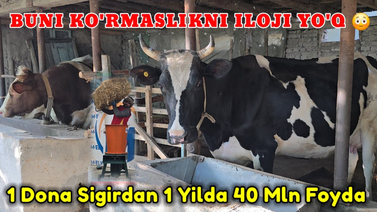 MOL BOQISH SIRLARI 1 YILLIK NATIJA 😱 KO'RIB QO'YING #Jasuruz