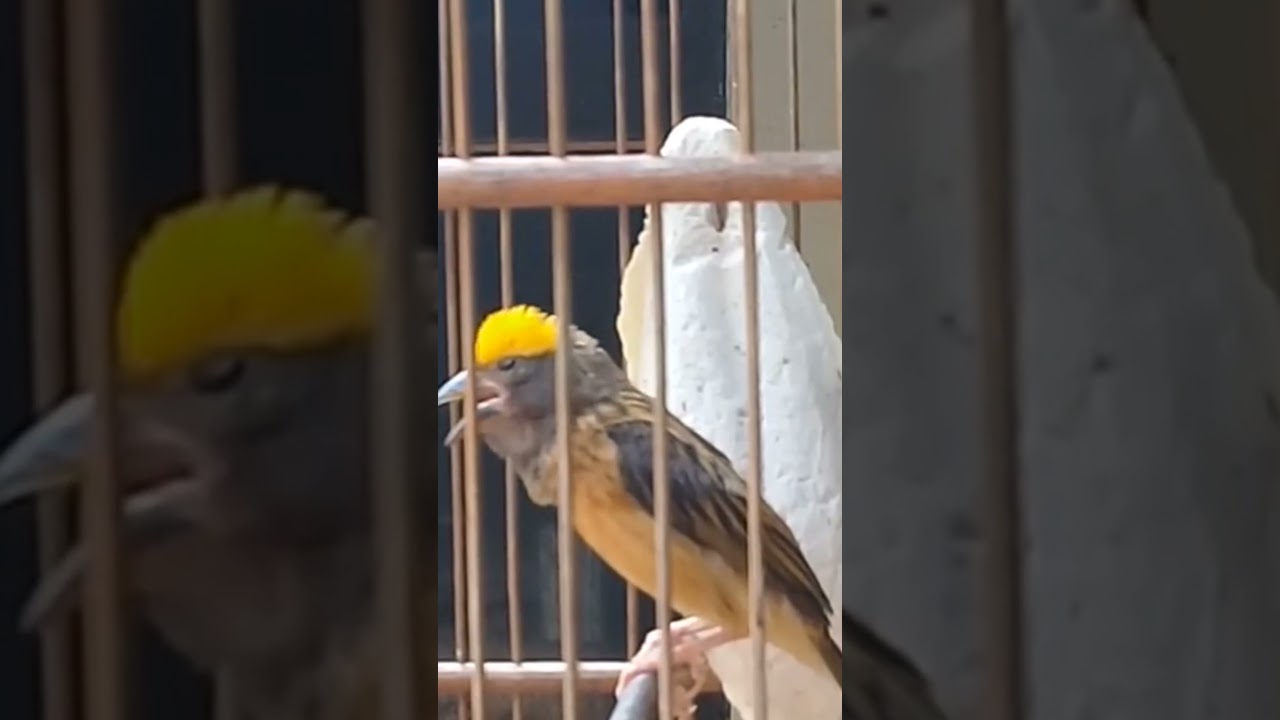burung mayar gacor ngeroll panjang #shorts