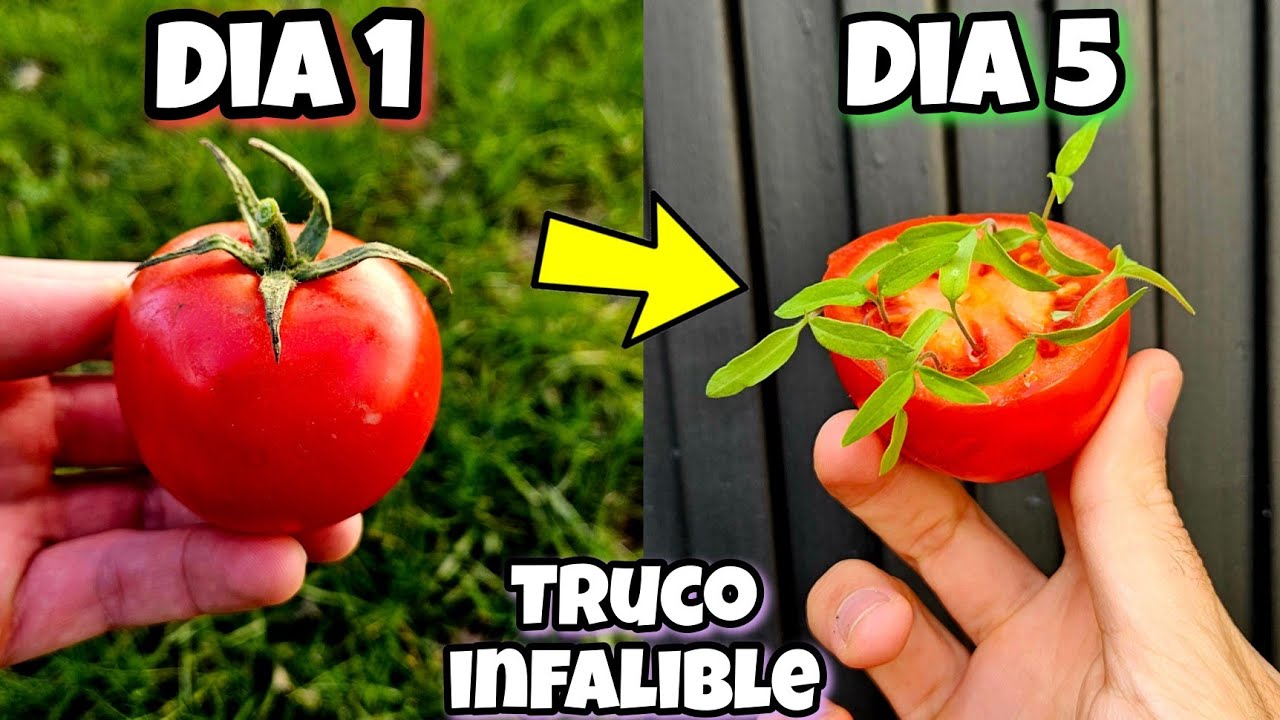 🍅 MILES de TOMATERAS en 5 Días! Germinar TOMATES del SUPERMERCADO (Plantar y Sembrar Tomates)
