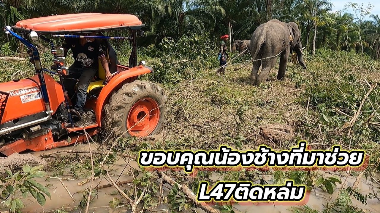 ช้างช่วยดึงL47ติดหล่ม!ลุยงานลากไม้ริมแดน