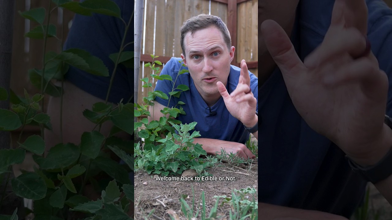 Lambsquarters is better than spinach #foraging #gardening