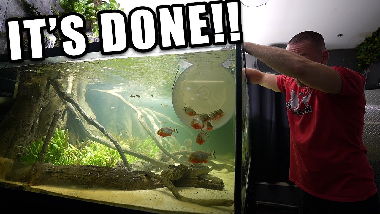 The LAST piranha fish added to monster PLANTED AQUARIUM!