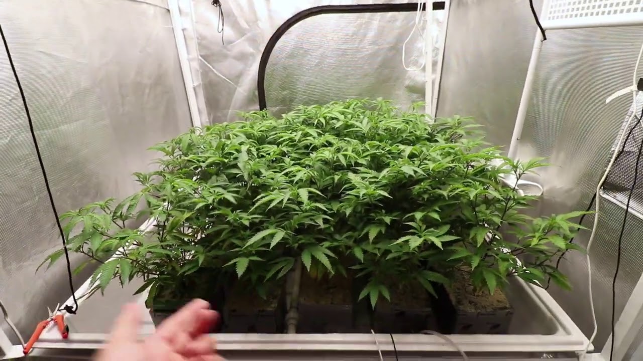 GakMelon Dying Breed! Grow room update.