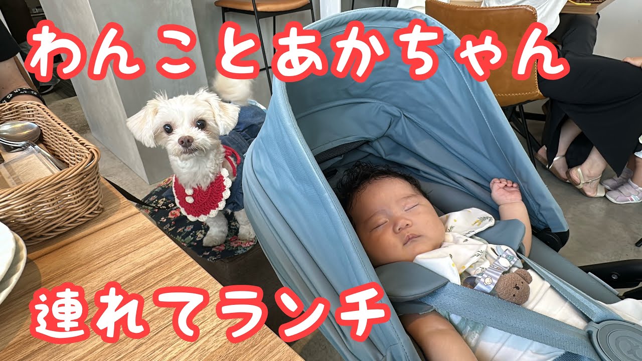 【Vlog】わんこと赤ちゃん連れて初めての外食行ってきた🍽️
