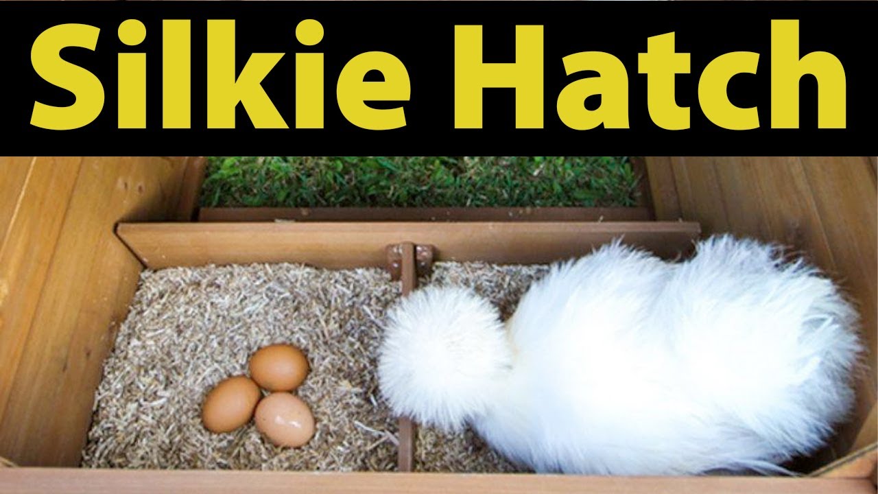 How my Silkie Hen hatch her eggs