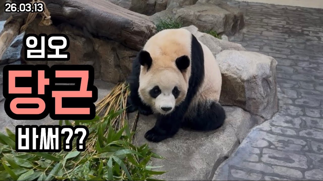 26.03.13 야외 산책하고왔는데… 내 당근은 어디 간고야??🤔