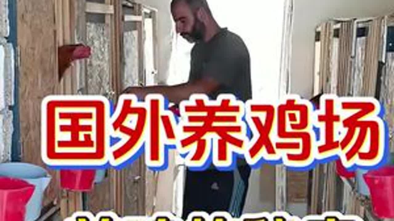 国外养鸡场养鸡的秘密#养鸡#养鸡人#温立康正品#鸡感冒