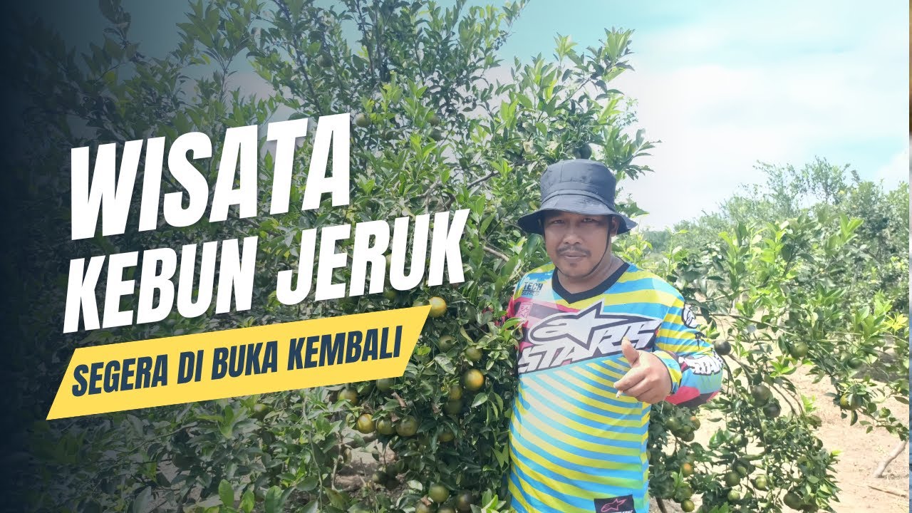 Tanaman Jeruk di Desa Sukarami Musi Rawas, Berpotensi dan Prospek Dikembangkan