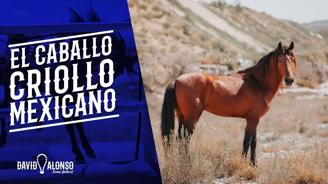 El Caballo Criollo Mexicano