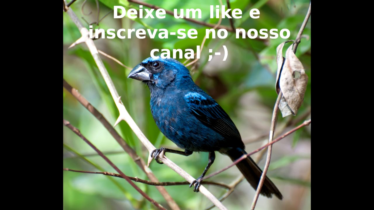 2 horas de Azulão canto Paraná com intervalos para encarte