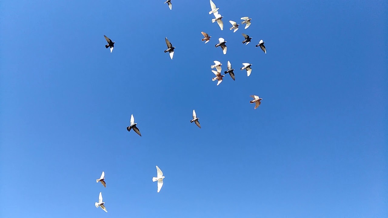2017 roller pigeon kit Big Happy birds|In to deep roller pigeons