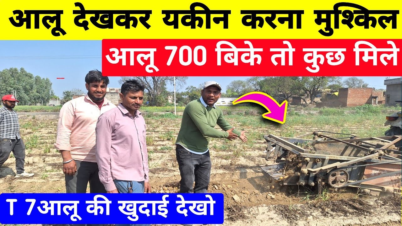 आलू पैदावार कम लेकिन किसान सबसे ज़्यदा परेशान क्यों | आलू की खुदाई | aalu ki kheti | real farmer
