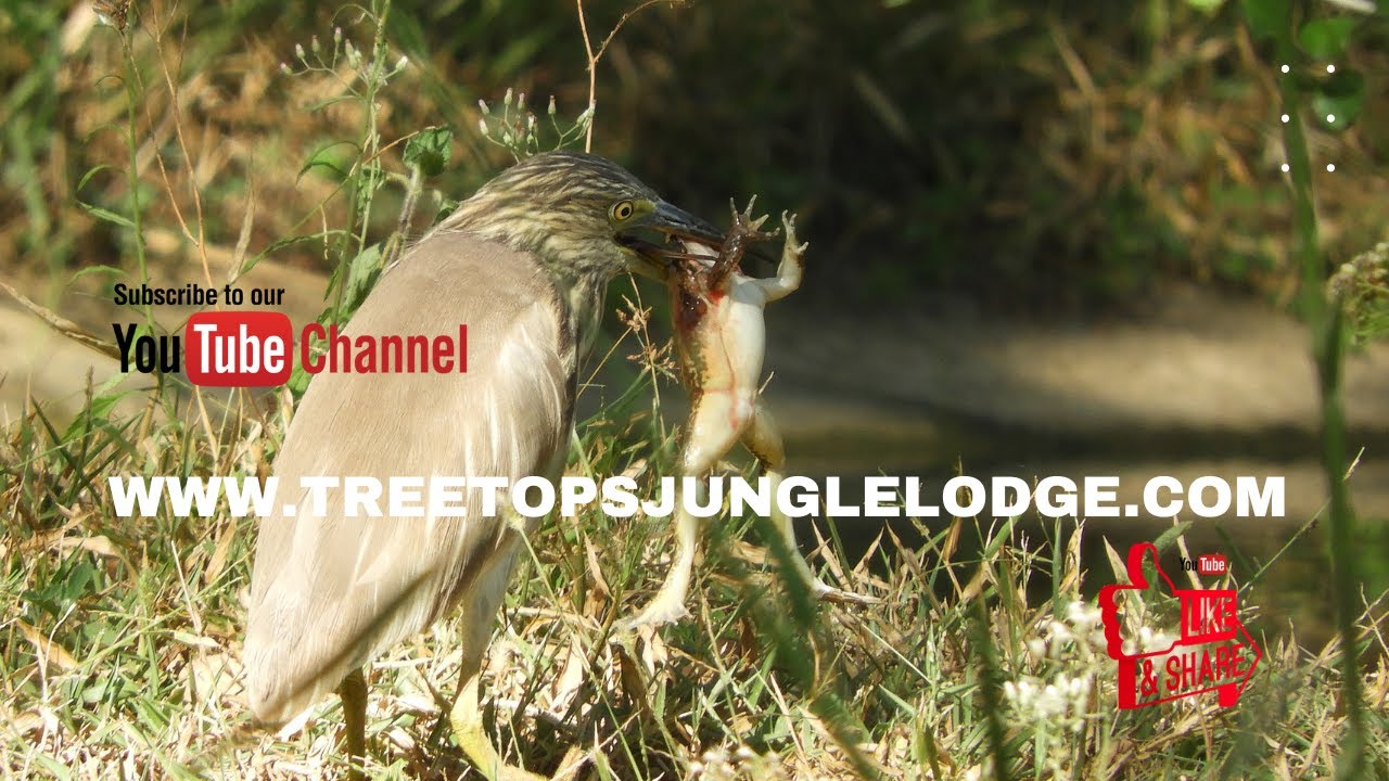 Indian Pond Heron Bird vs Frog |Wildlife Sri Lanka