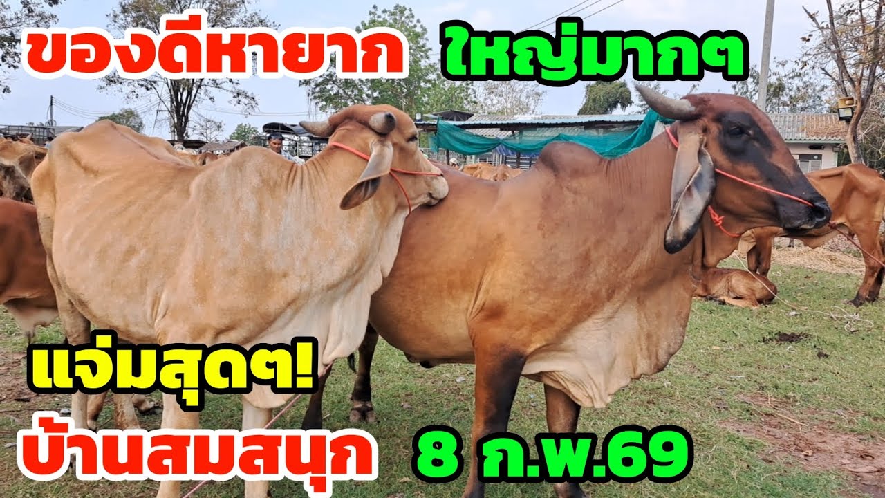 แจ่มสุดๆ‼️8 ก.พ.69 ตลาดนัดบ้านสมสนุก ของดีๆแบบนี้หายาก นานๆทีจะโผล่มา วัวงามโครงสร้างดีๆ รีบชมกันเลย