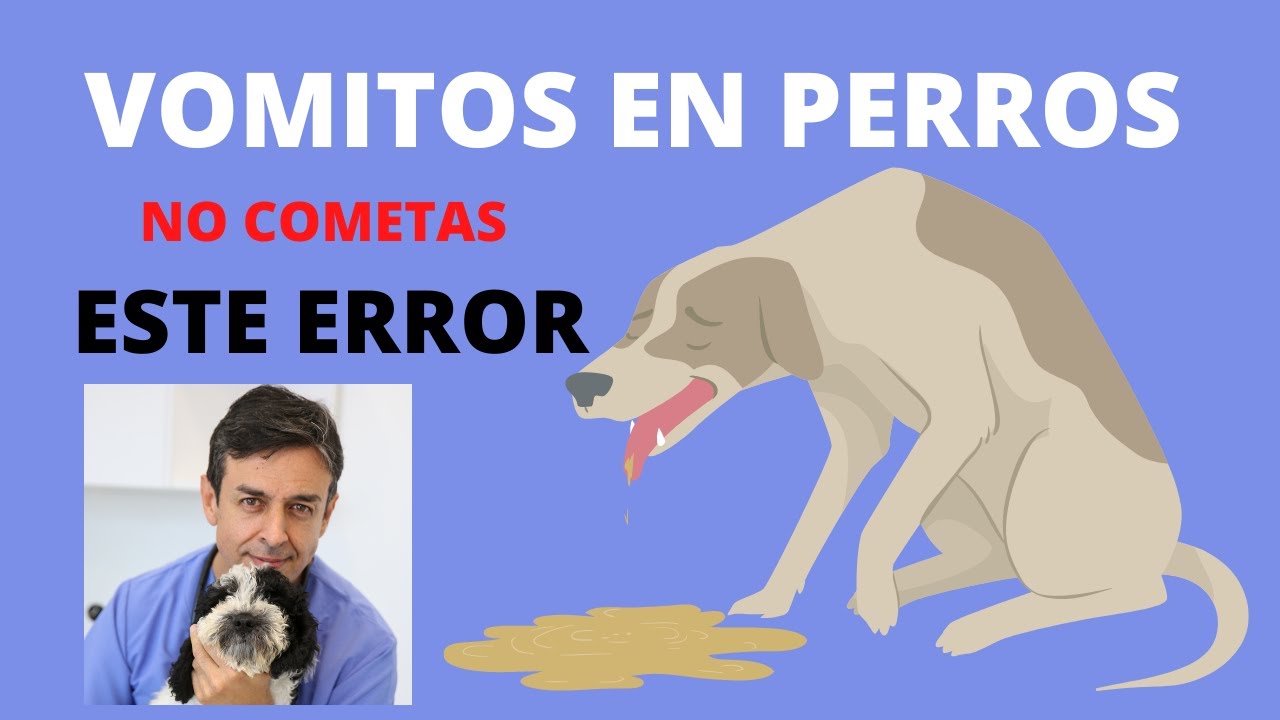 🧡   VOMITOS EN PERROS ¿Por Qué VomiTaN los PerroS? 🧡 🧡 🧡