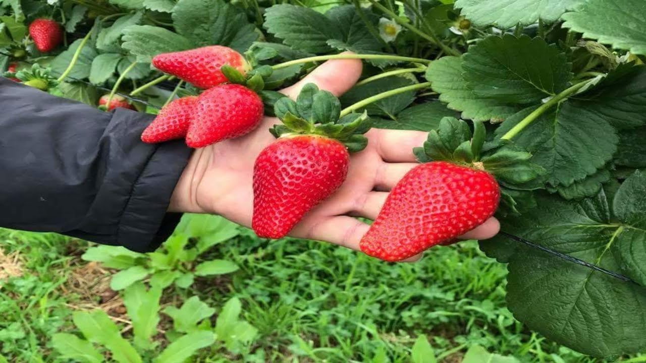 Antes de plantar morango assista esse vídeo!!!