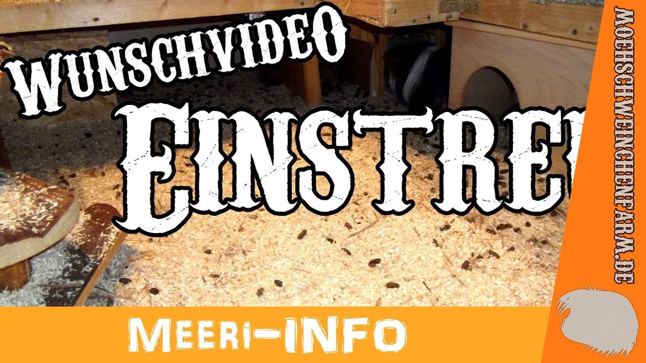 Einstreu bei Meerschweinchen - Standard, Super, Fleecehaltung, Katzenstreu