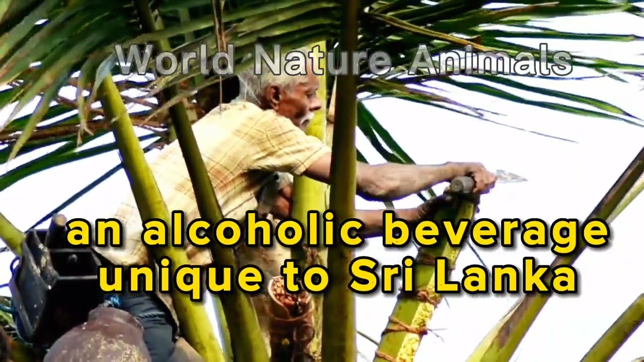 Coconut Toddy unique to Sri Lanka