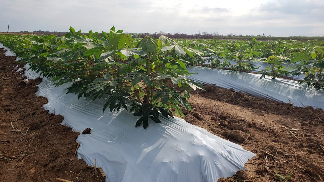 Mulching na mandioca: reduz o mato e aumenta a produtividade