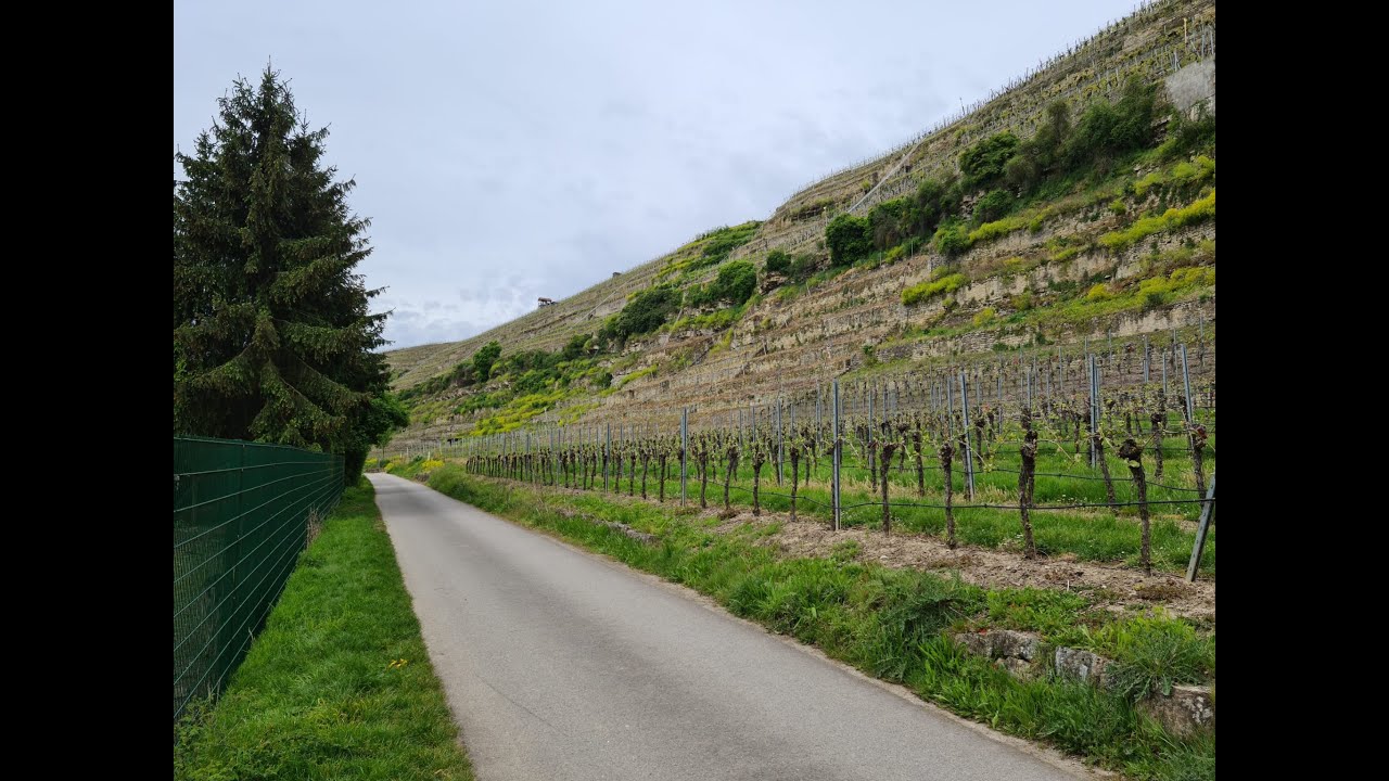 Radtour Baden-Württemberg: Wein-Land-Fluss