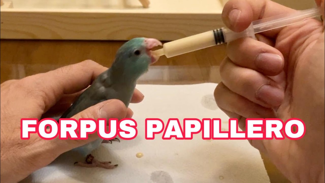 FORPUS PAPILLERO