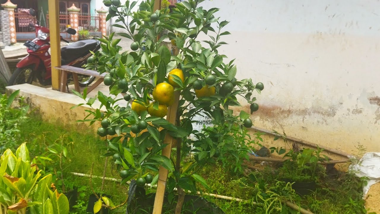 jeruk siem madu dalam pot berbuah lebat