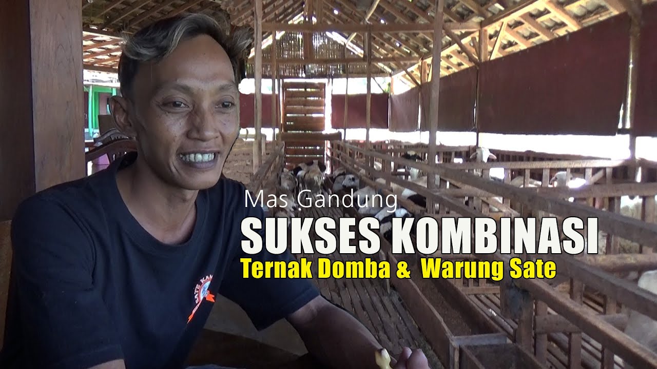 MAS GANDUNG SUKSES KOMBINASI USAHA TERNAK DOMBA DAN WARUNG SATE