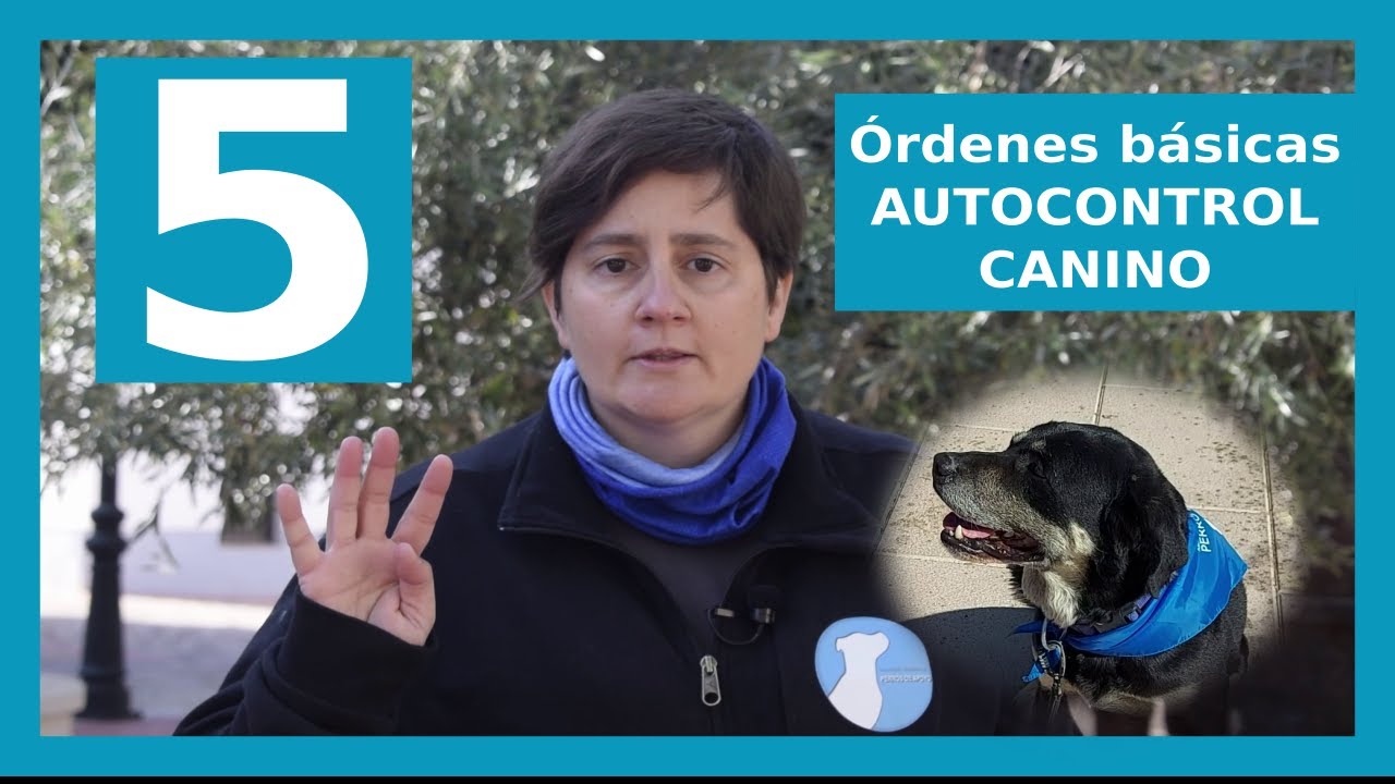 🐕🚦🚗 SALVA LA VIDA A TU PERRO 👉 5 ÓRDENES BÁSICAS de AUTOCONTROL