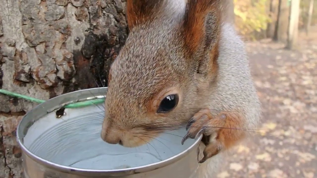 Две забавные белки / Two funny squirrels