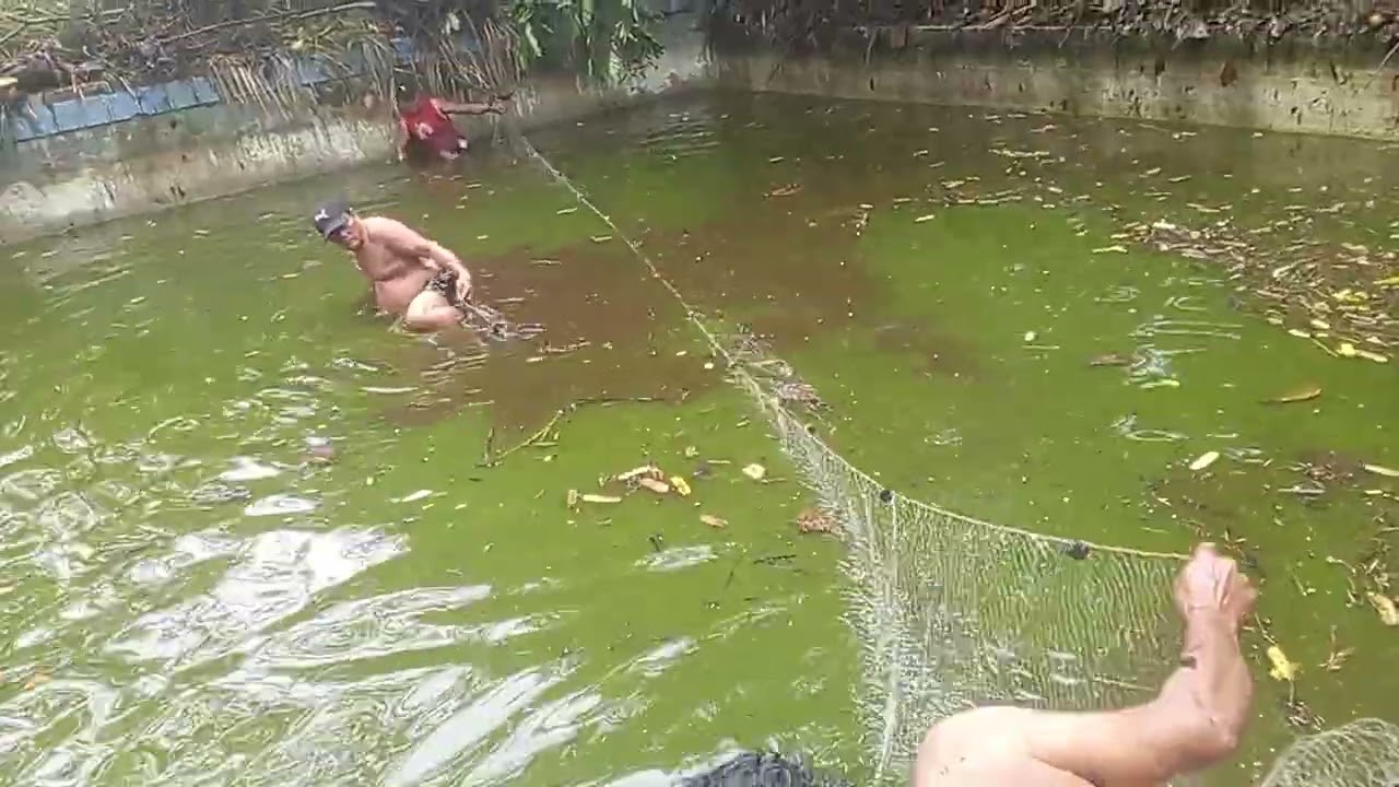 Masipag dw sila maglinis KC may nakita na Malaki na hito