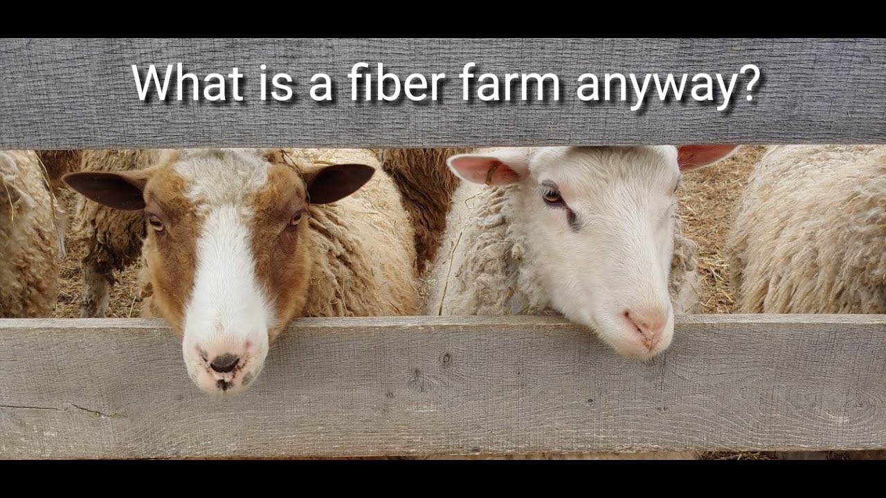 What is a fiber farm anyway? An introduction to our sheep and alpaca fiber farm fiber farm