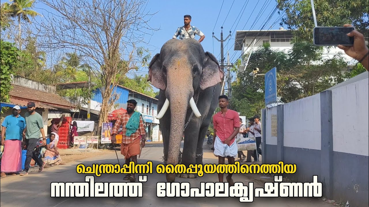 ചെന്ത്രാപ്പിന്നി തൈപ്പൂയത്തിന് എത്തിയ നന്തിലത്ത് ഗോപാലകൃഷ്ണനും സാരഥിമാരും😍🔥Nandhilath Gopalakrishnan