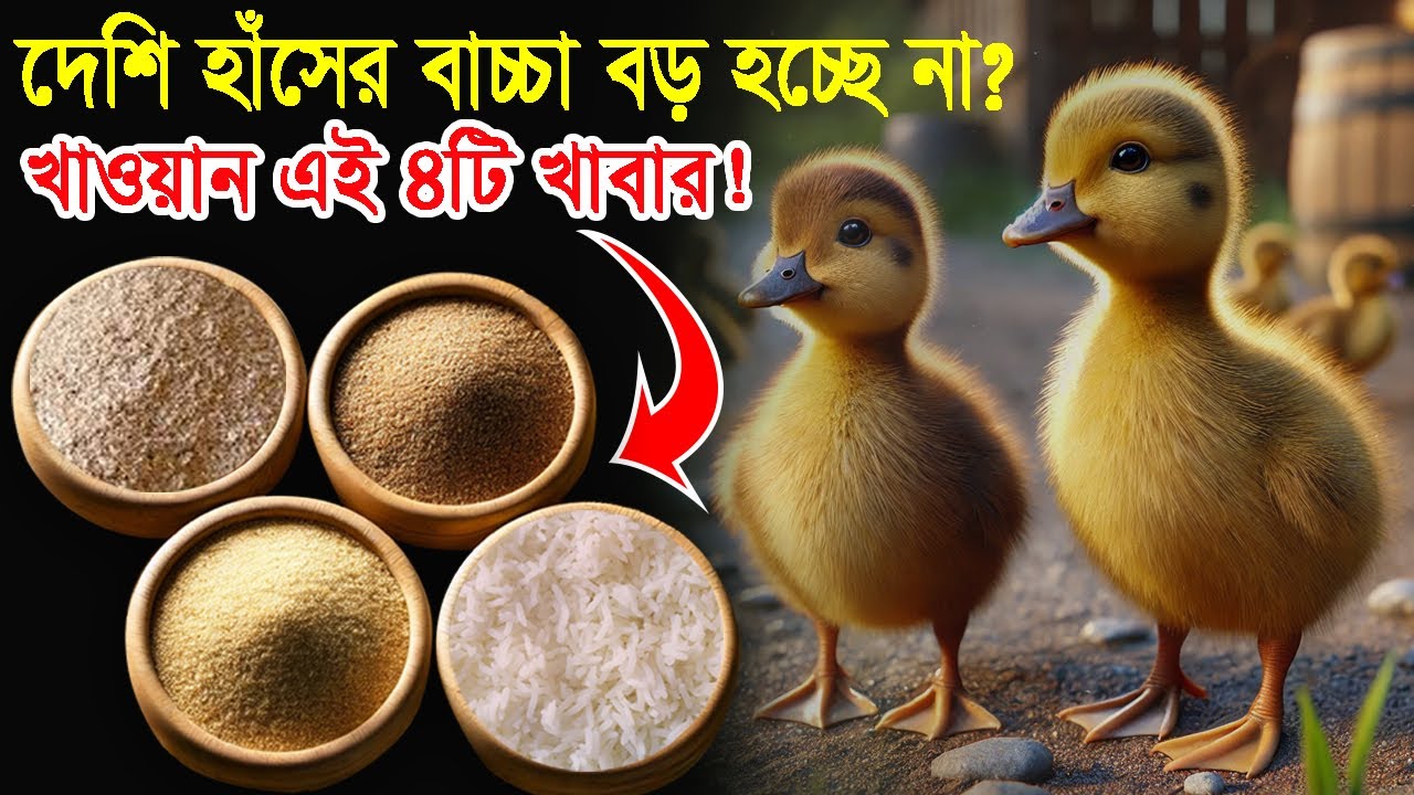 দেশি হাঁসের বাচ্চা বড় হচ্ছে না? খাওয়ান এই ৪টি পুষ্টিকর খাবার! J Krishi Tv