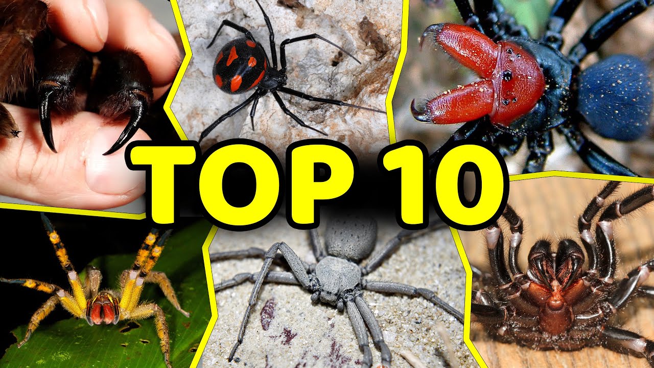 ТОП-10 САМЫХ ЯДОВИТЫХ ПАУКОВ В МИРЕ