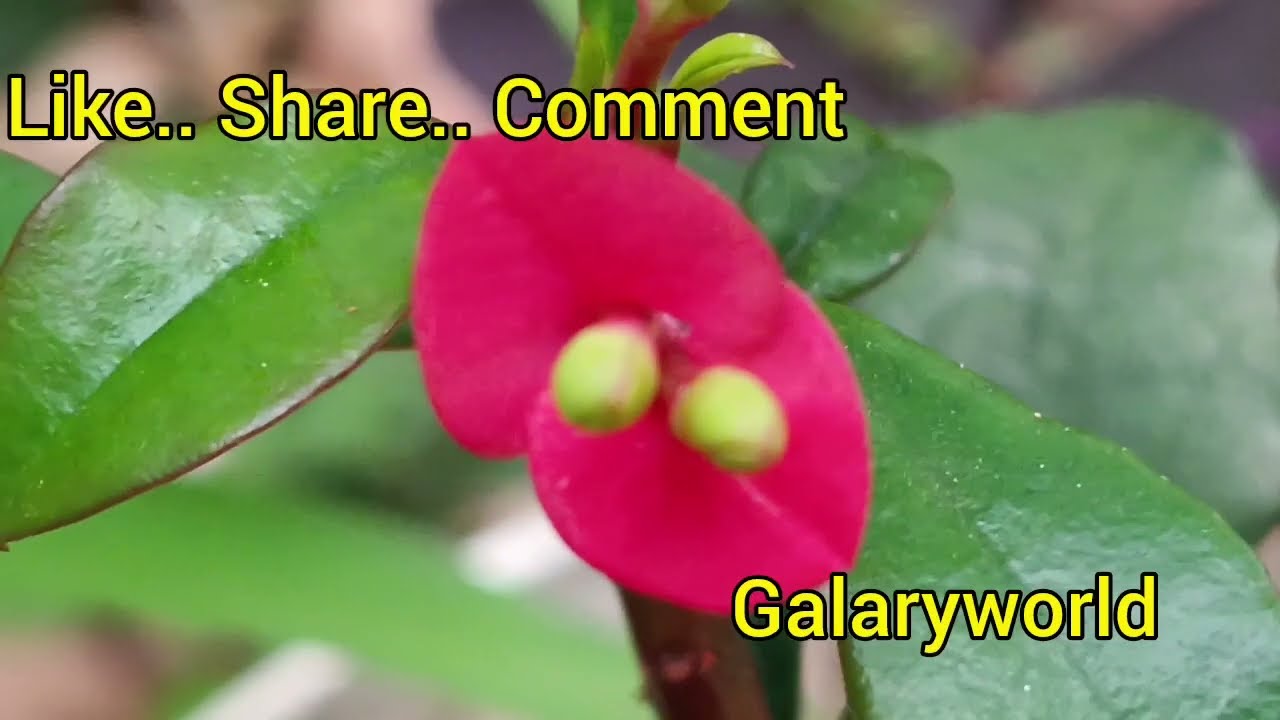 റസാഖിനെ കബളിപ്പിച്ചു രേഷ്മ.. സത്യം കണ്ടെത്താൻ ശാലിനി.. || Episode 1412 || || 01-03-2026 || 