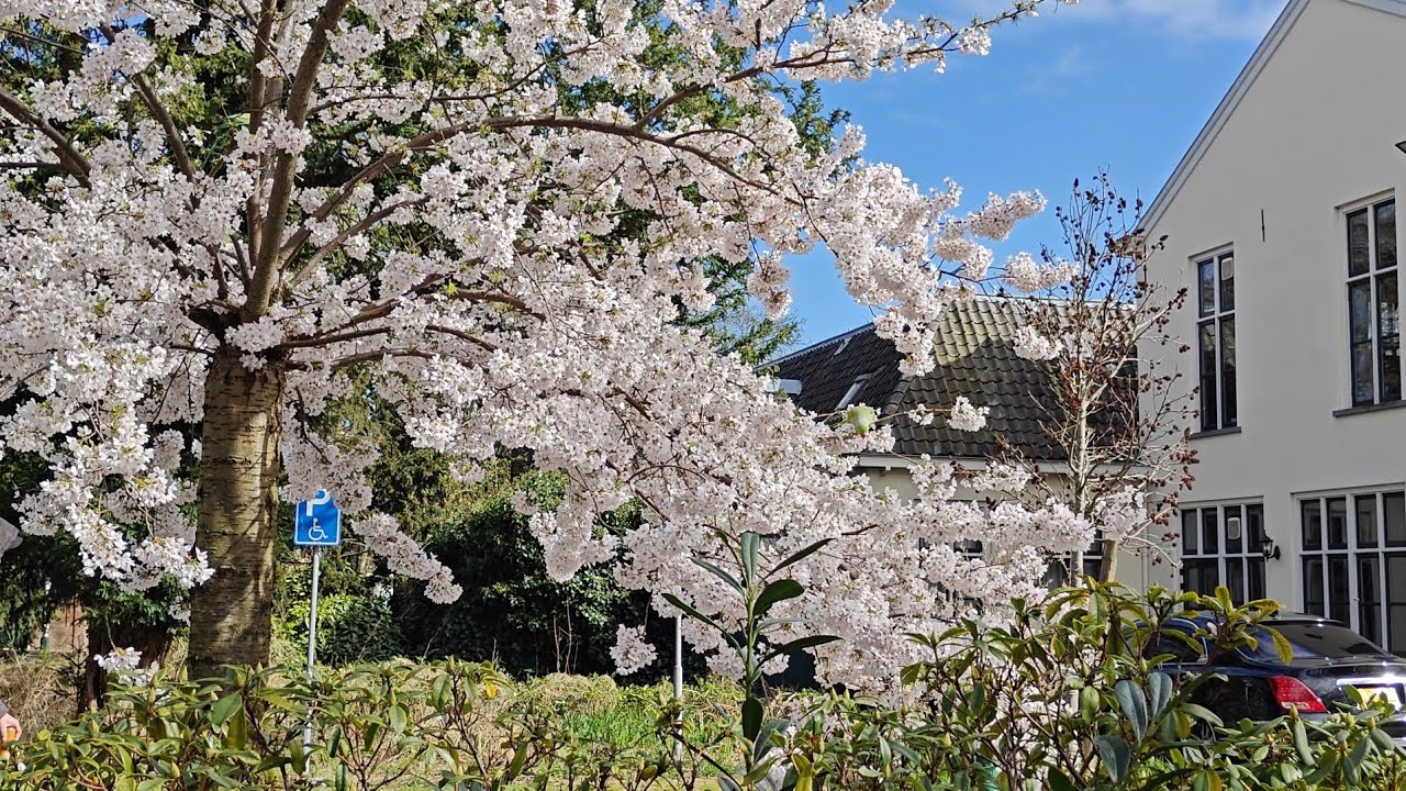 Sunny Spring Walk in Old Rijswijk Park, The Netherlands | #eleonoraswalks