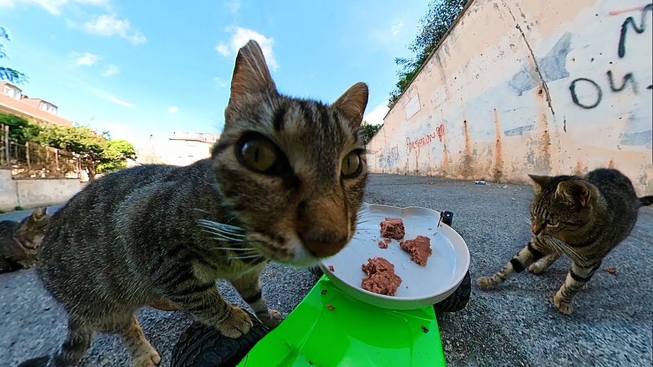 Cat Meals on RC Wheels